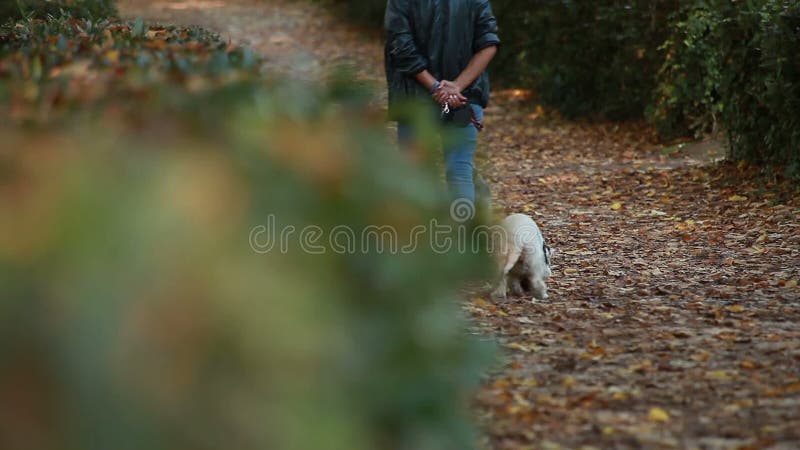 Een persoon die bij parkwhit honden lopen