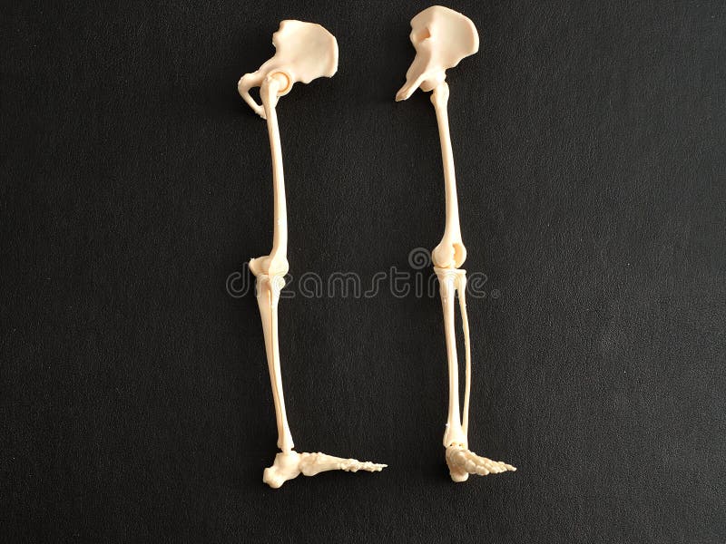 A plastic model of a human skeleton legs isolated on a black background. A plastic model of a human skeleton legs isolated on a black background