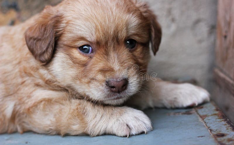 Een portret van een rood haired puppy stock foto Een portret van een rood haired puppy stock foto