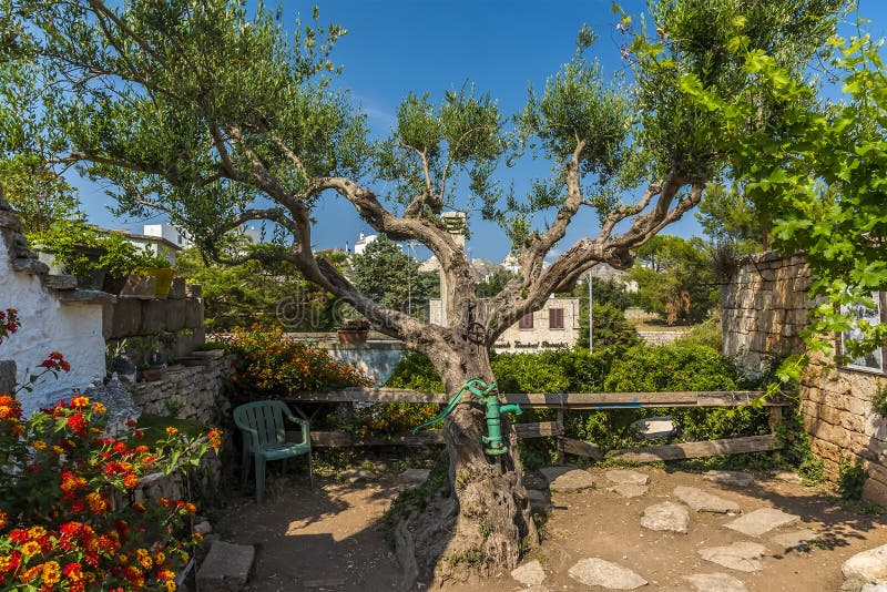 A beautiful tree in the town of Alberobello, Bari, whose name means `beautiful tree` in the summertime. A beautiful tree in the town of Alberobello, Bari, whose name means `beautiful tree` in the summertime