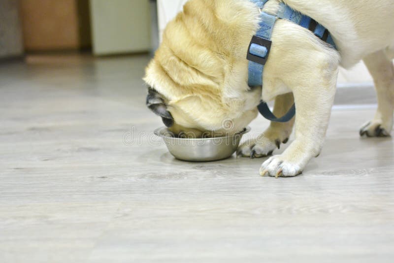 Een pug hond eet droog voedsel van een plaat Concept: zorg voor huisdieren, voedsel voor huisdieren stock foto Een pug hond eet droog voedsel van een plaat Concept: zorg voor huisdieren, voedsel voor huisdieren stock foto