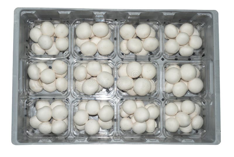 Een punnett 12 van Witte knooppaddestoel in 200 g grootte, die op grijs plastic die dienblad inpakken, op witte achtergrond wordt stock afbeeldingen Een punnett 12 van Witte knooppaddestoel in 200 g grootte, die op grijs plastic die dienblad inpakken, op witte achtergrond wordt stock afbeeldingen