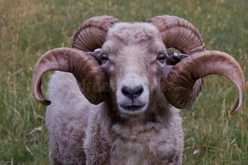 Een ram met mooie hoorns stock fotografie