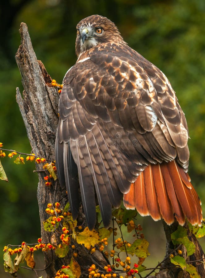 A Red Tailed Hawk tree on park of a branch in the forest. A Red Tailed Hawk tree on park of a branch in the forest.