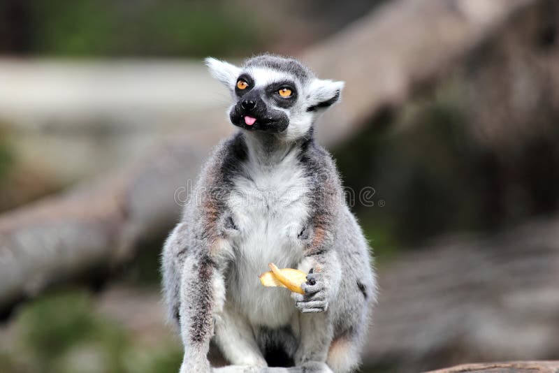 A ring-tailed lemur (Lemur catta) does grimaces while eating a fruit. A ring-tailed lemur (Lemur catta) does grimaces while eating a fruit