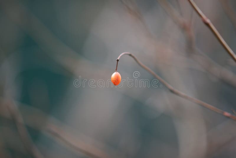 Een rode bessen hangen aan de haas van de hawthorn stock afbeelding