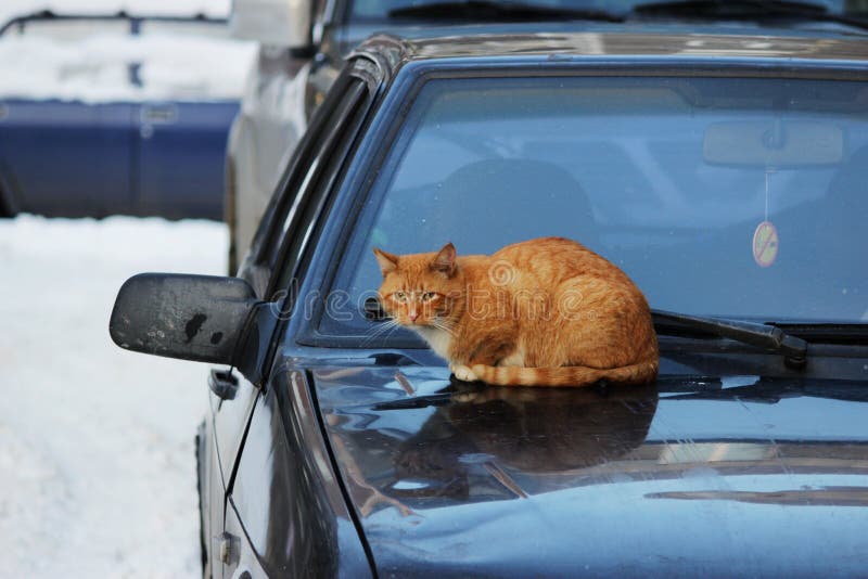 Een rode kat zit op de kap van een personenauto in de winter royalty-vrije stock foto Een rode kat zit op de kap van een personenauto in de winter royalty-vrije stock foto