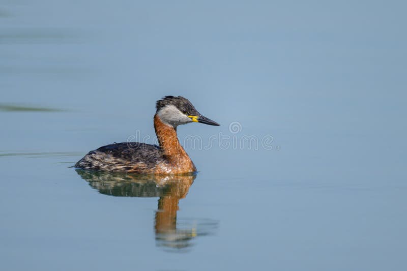 Een roodhalsfuut zwemt op een meer royalty-vrije stock afbeelding