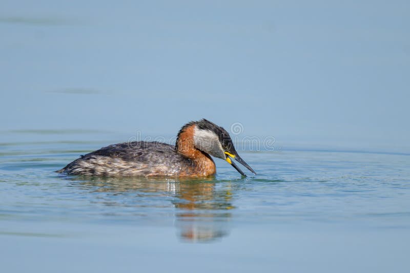 Een roodhalsfuut zwemt op een meer stock afbeeldingen