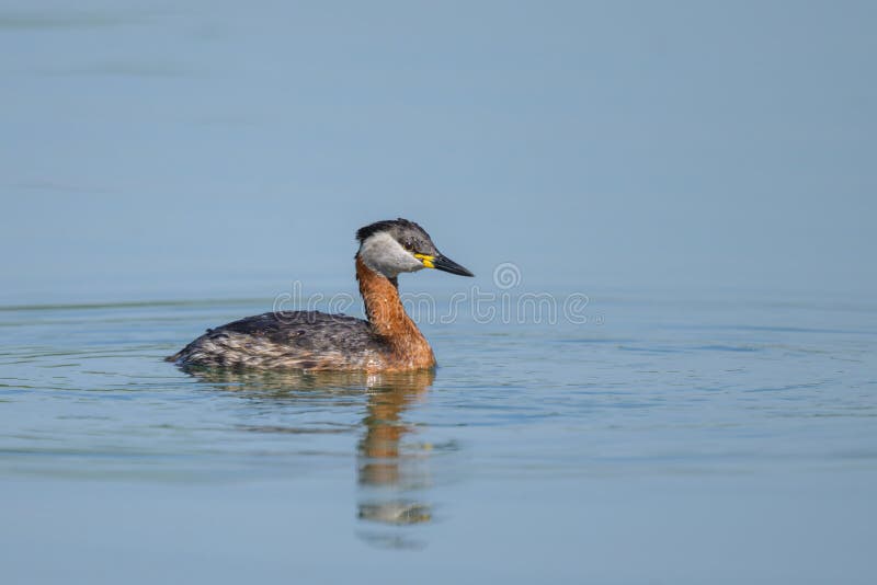 Een roodhalsfuut zwemt op een meer stock fotografie