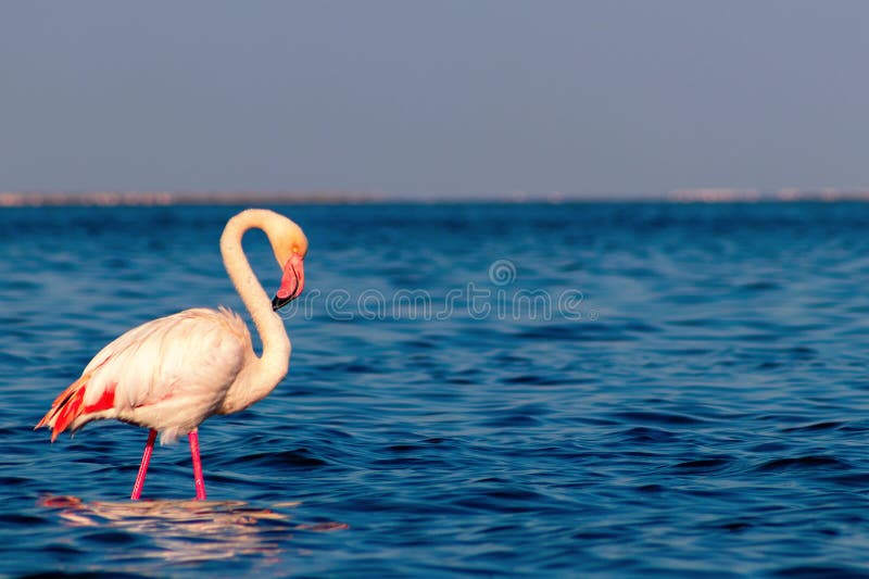 Een roze afrikaanse flamingo die door de lagune loopt royalty-vrije stock afbeeldingen Een roze afrikaanse flamingo die door de lagune loopt royalty-vrije stock afbeeldingen