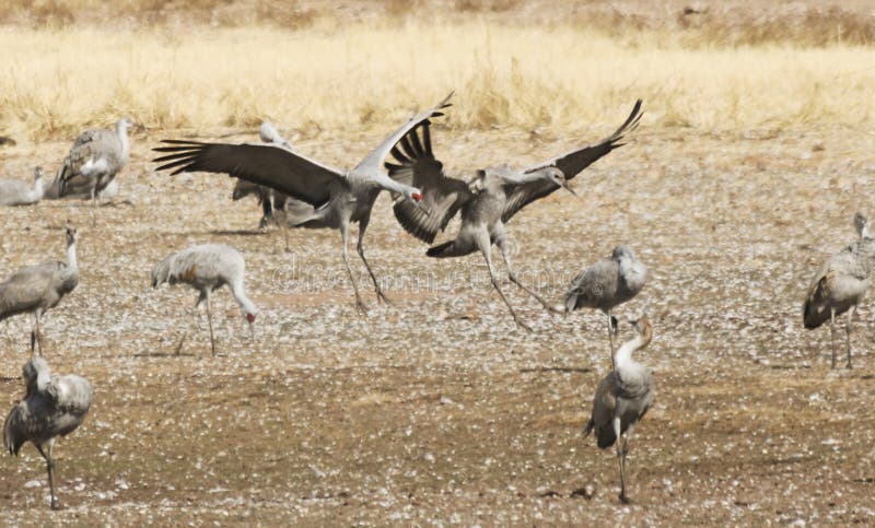 Een Sandhill Crane Pair Lands, die zijn Winter Surivival Grou weer verenigen stock afbeeldingen Een Sandhill Crane Pair Lands, die zijn Winter Surivival Grou weer verenigen stock afbeeldingen