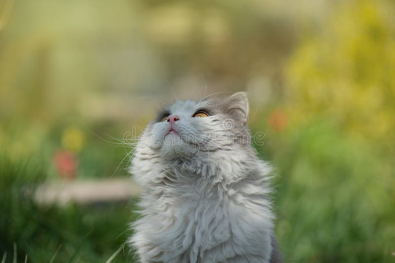 Een schattige kat zit in de natuur. kitten die in een bloeiende kat in het gras zitten royalty-vrije stock foto's Een schattige kat zit in de natuur. kitten die in een bloeiende kat in het gras zitten royalty-vrije stock foto's