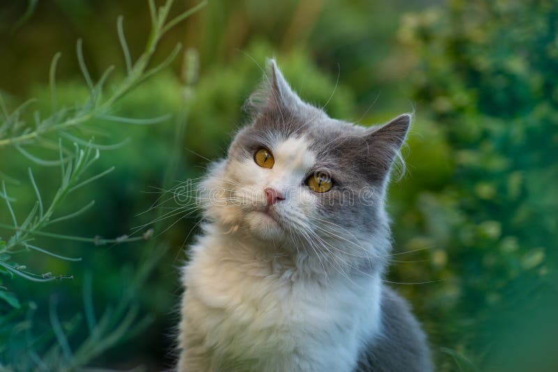 Een schattige kat zit op de weide. concept gezonde en actieve levensstijl voor huisdieren. kat in de tuin. kattenportret dicht royalty-vrije stock afbeelding Een schattige kat zit op de weide. concept gezonde en actieve levensstijl voor huisdieren. kat in de tuin. kattenportret dicht royalty-vrije stock afbeelding