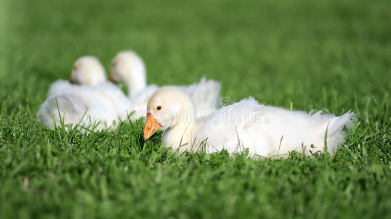 Een schattige kleine gans die liegt en groen vers gras eet op weide. met rode camera in 4.000