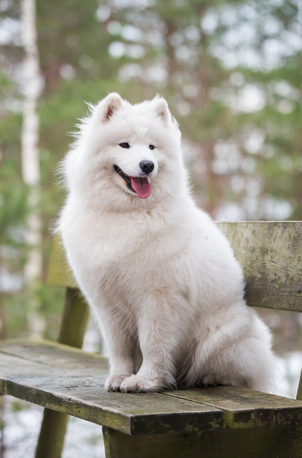 Cute Samoyed white dog is sitting in the winter forest on a bench. Cute Samoyed white dog is sitting in the winter forest on a bench.