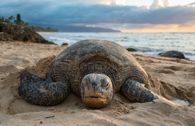 On the north shore of Oahu - Hawaii, you`ll find Turtle Beach. With a little bit of luck you will find these beautiful turtles there. On the north shore of Oahu - Hawaii, you`ll find Turtle Beach. With a little bit of luck you will find these beautiful turtles there
