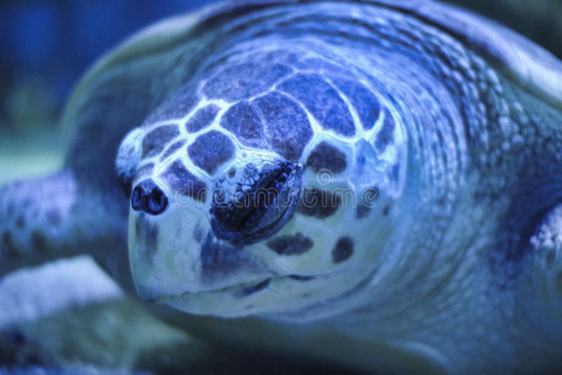 een schildpad slaapt onderwater stock afbeeldingen een schildpad slaapt onderwater stock afbeeldingen
