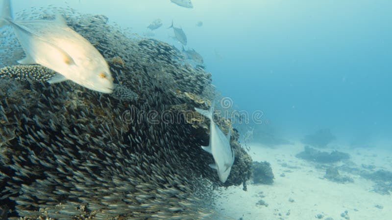 Een school van vissen die een koraalrif zwermen