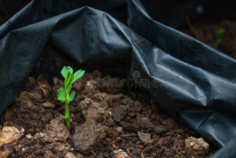 Een spruit van suikererwt royalty-vrije stock foto Een spruit van suikererwt royalty-vrije stock foto