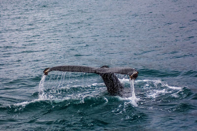 Een staart van een grote vis in het water stock foto's Een staart van een grote vis in het water stock foto's