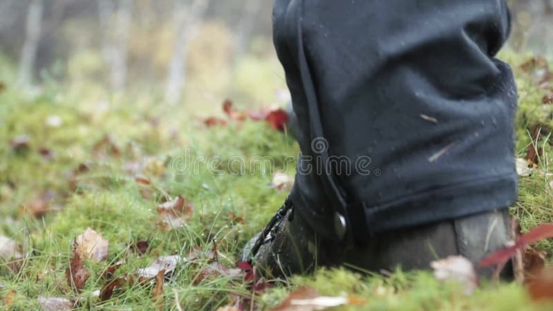 Een stap in het bos. clip. een man die in de zwarte broek en laarzen loopt en die in de late herfst in de groene vegetatie loopt .