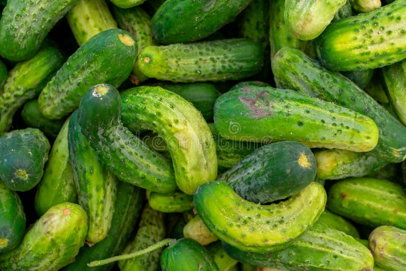 Een Stapel van vers geoogste komkommers stock afbeeldingen Een Stapel van vers geoogste komkommers stock afbeeldingen