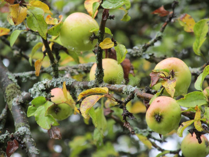 Een tak van een oude Apple-boom met vruchten royalty-vrije stock foto