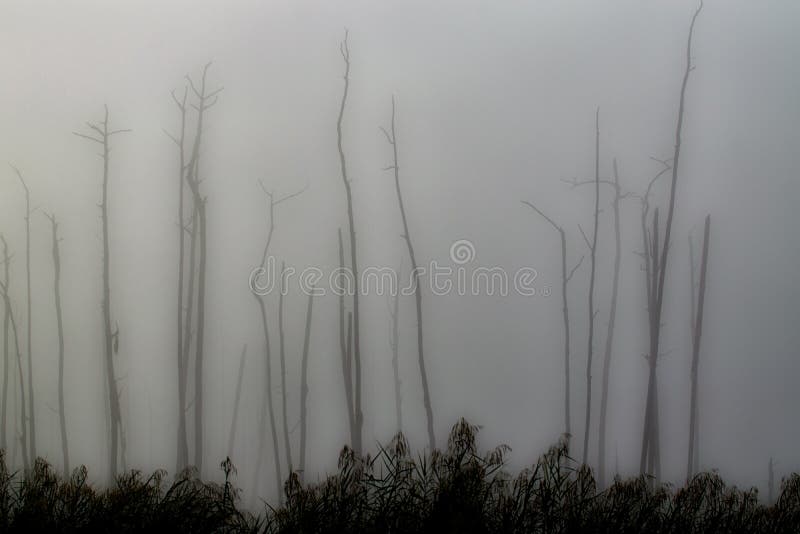 A creative abstract inspired by a stand of tall, dead cypress trees standing in a briny marsh on a foggy morning at Guste Island near New Orleans, Louisiana. A creative abstract inspired by a stand of tall, dead cypress trees standing in a briny marsh on a foggy morning at Guste Island near New Orleans, Louisiana