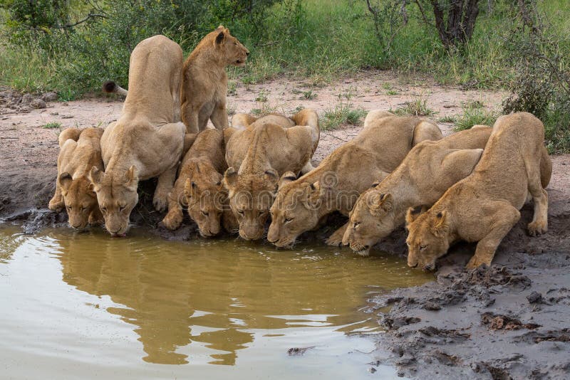 Een troep leeuwen drinkwater samen zij aan zij stock foto Een troep leeuwen drinkwater samen zij aan zij stock foto