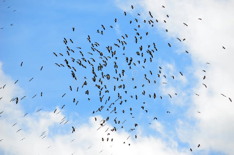 Een troep van Australische Ibis in blauwe hemel stock afbeeldingen Een troep van Australische Ibis in blauwe hemel stock afbeeldingen