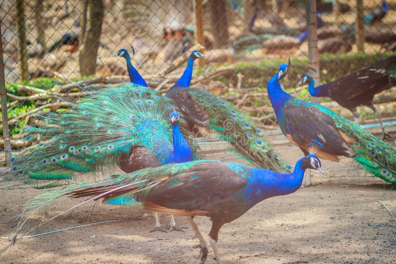 A flock of Indian peafowl, Blue peafowl (Pavo cristatus) peacocks in the cage at the public zoo. A flock of Indian peafowl, Blue peafowl (Pavo cristatus) peacocks in the cage at the public zoo.