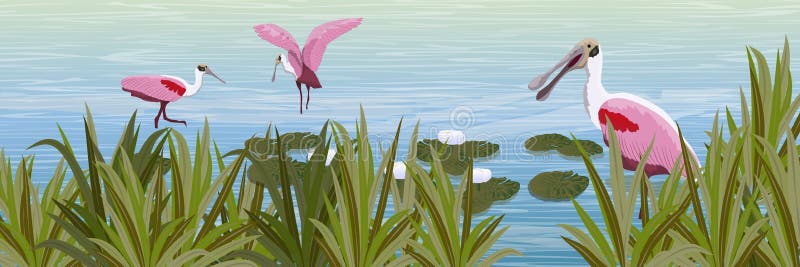 Een troep van roze Roseate spoonbill vogels in het water Vijver met stroomversnellinglelies en gras stock illustratie Een troep van roze Roseate spoonbill vogels in het water Vijver met stroomversnellinglelies en gras stock illustratie