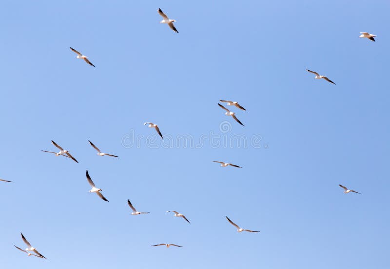 Een troep van Zeemeeuwen tijdens de vlucht stock foto's Een troep van Zeemeeuwen tijdens de vlucht stock foto's