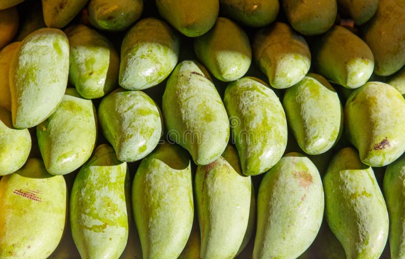 Een tros groene mango's royalty-vrije stock foto