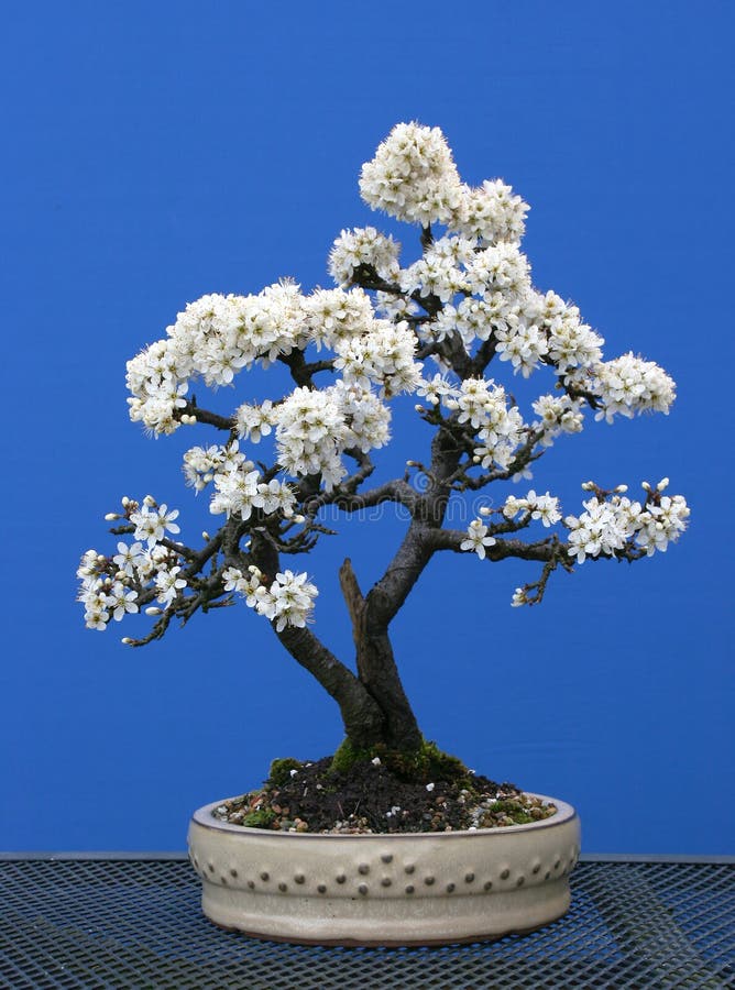 Een tweelingbonsai van de boomstamsleedoorn in volledige de lentebloem stock foto's Een tweelingbonsai van de boomstamsleedoorn in volledige de lentebloem stock foto's