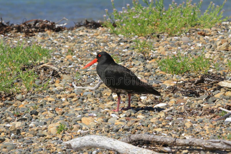 Een veranderlijke scholekster, een vogel inheems aan NZ, in natuurlijke habitat stock foto Een veranderlijke scholekster, een vogel inheems aan NZ, in natuurlijke habitat stock foto