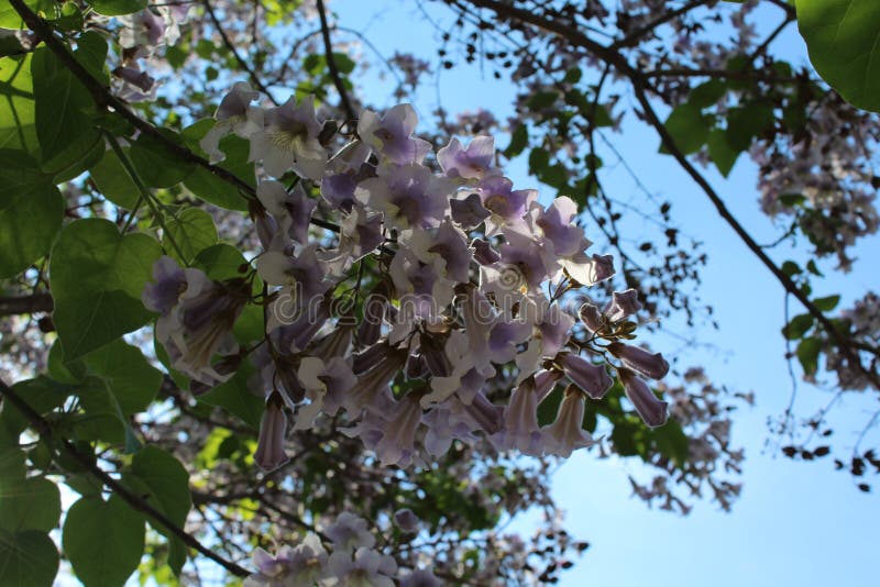 Een verbazende boom bloeit in lilac bloemen Deze bloemen zijn als klokken royalty-vrije stock afbeelding Een verbazende boom bloeit in lilac bloemen Deze bloemen zijn als klokken royalty-vrije stock afbeelding