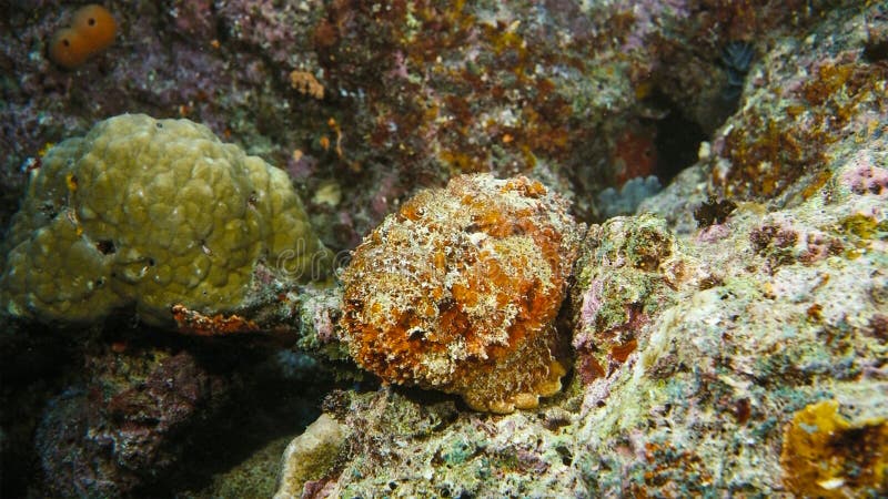 Een verrucosa van Stonefish Synanceia camoufleert zich in zand, Papoea Niugini, Indonesië stock foto's Een verrucosa van Stonefish Synanceia camoufleert zich in zand, Papoea Niugini, Indonesië stock foto's