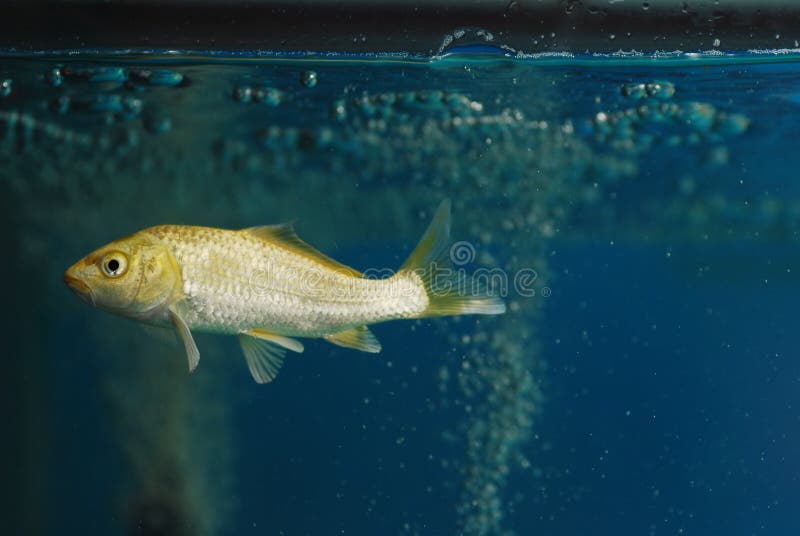 Een vis van de koikarper zwemt in het glasaquarium royalty-vrije stock foto Een vis van de koikarper zwemt in het glasaquarium royalty-vrije stock foto