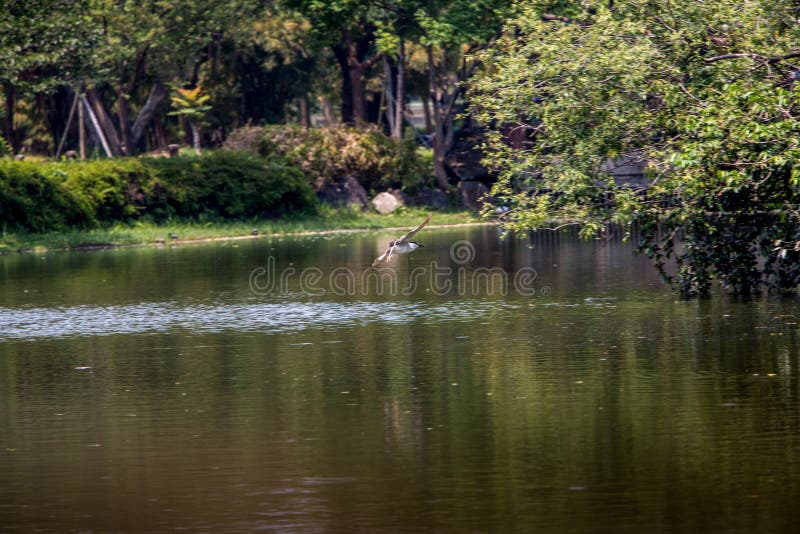 Een vogel die van Nycticorax Nycticorax over het meerwater bij park van Taiwan vliegen stock afbeelding Een vogel die van Nycticorax Nycticorax over het meerwater bij park van Taiwan vliegen stock afbeelding