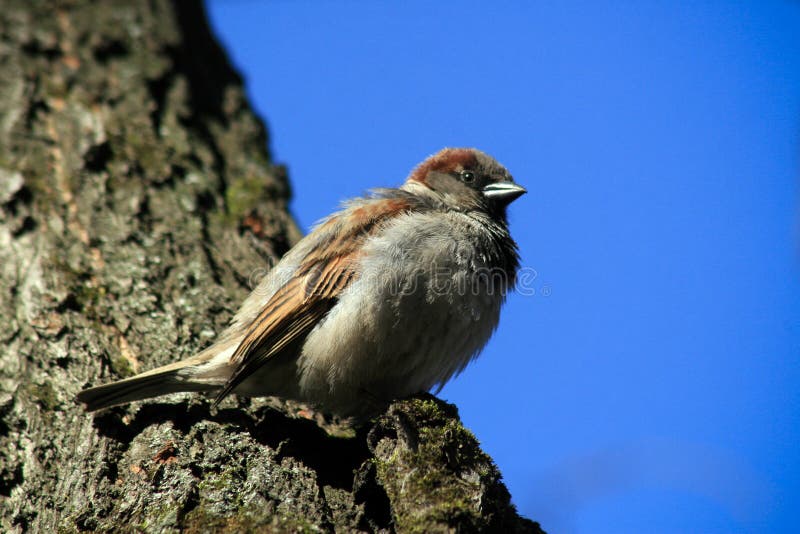 Een vogel een Mus stock fotografie Een vogel een Mus stock fotografie