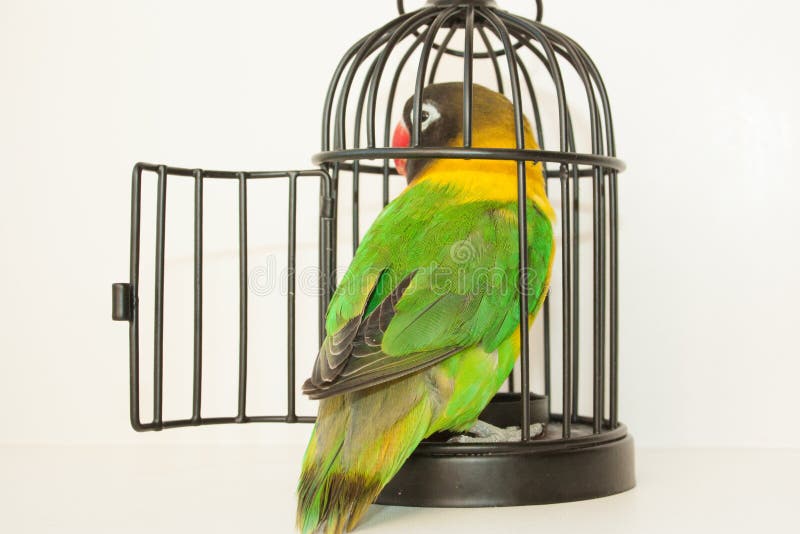 Een Vogel En Een Kooi De Deur Is Open Stock Foto