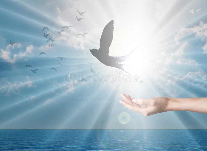 Een vogel vrijlaten, vrijheid, vrede en spiritualiteit duif, duif