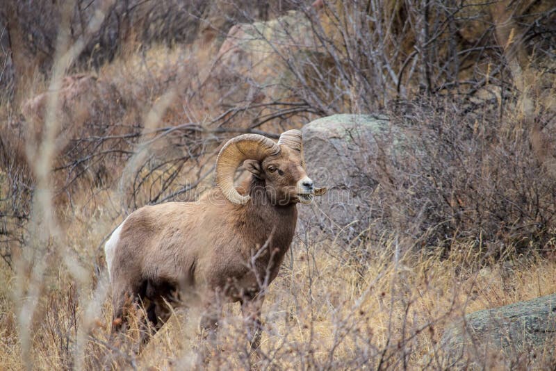Een volwassen bighornschaap weidt in de uitlopers van Rocky Mountains stock foto Een volwassen bighornschaap weidt in de uitlopers van Rocky Mountains stock foto