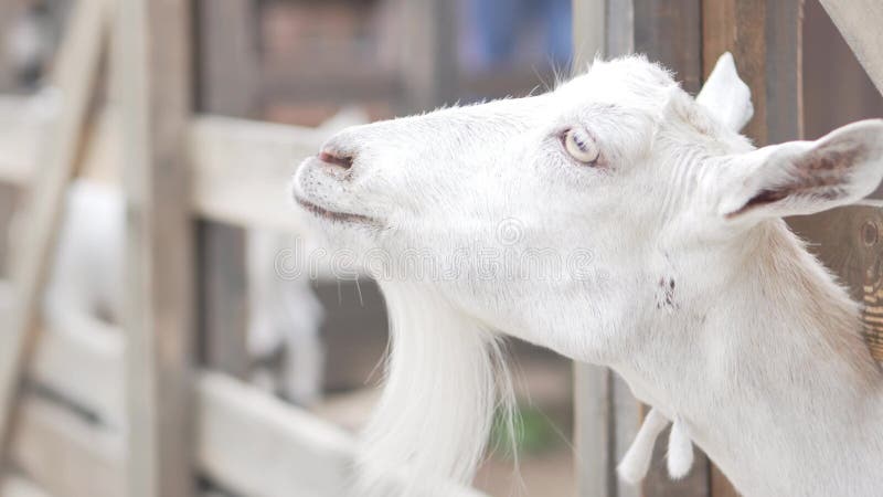 Een vrouw voedt een geitwortelen in een contactdierentuin