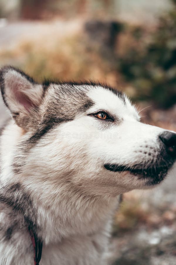 Portrait of a charming fluffy gray-white Alaskan Malamute close-up. Beautiful huge friendly sled dog breed. A female Malamute with beautiful intelligent brown eyes. Portrait of a charming fluffy gray-white Alaskan Malamute close-up. Beautiful huge friendly sled dog breed. A female Malamute with beautiful intelligent brown eyes