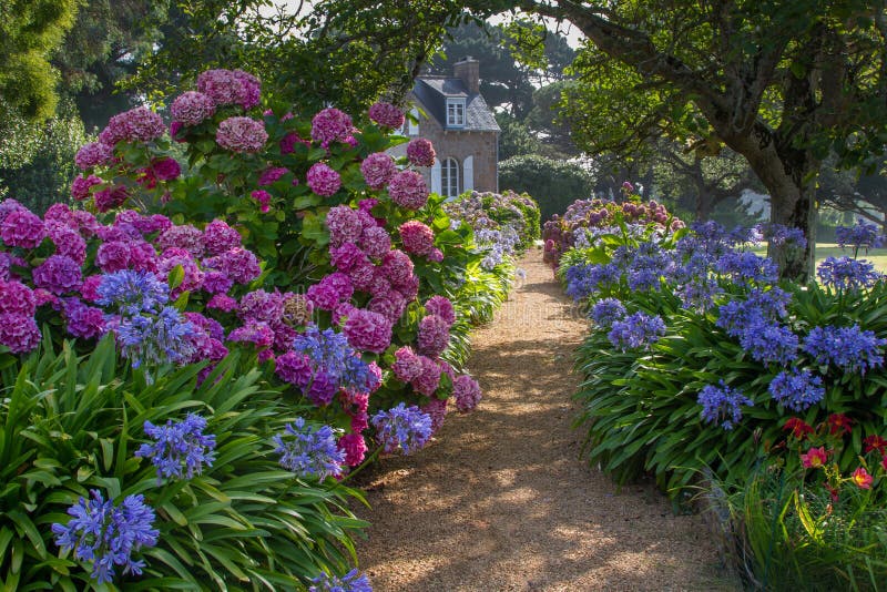 A path with colorful hydrangea leads to a rural house. Taken in Brittany, France. A path with colorful hydrangea leads to a rural house. Taken in Brittany, France