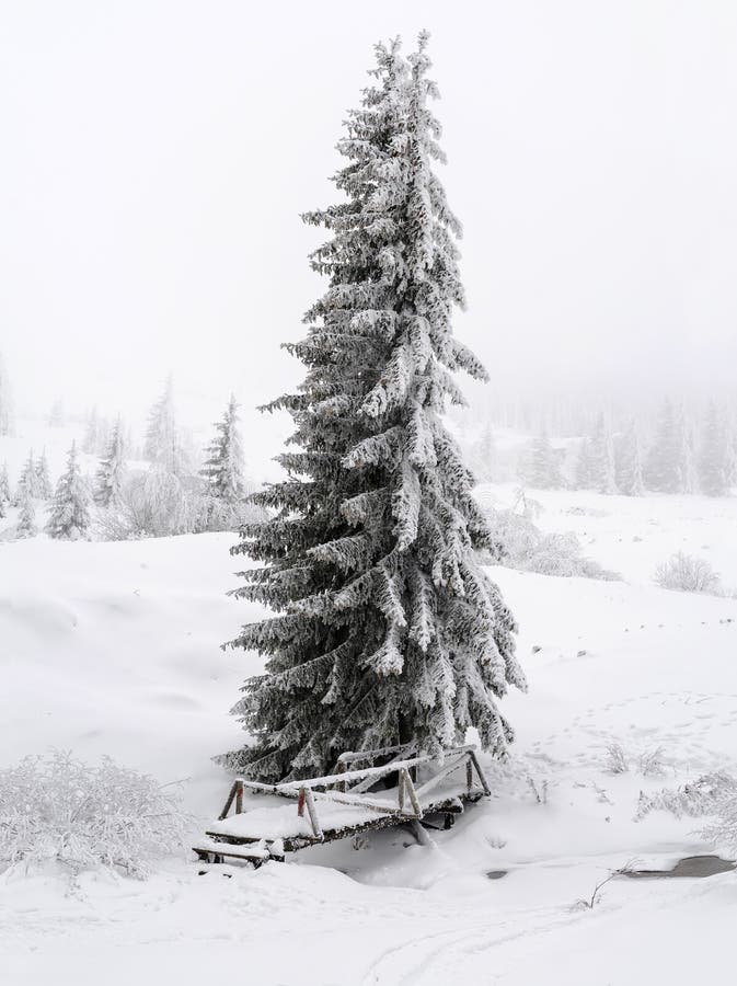 Een weinig houten brug over een bergstroom Lange naaldboom in het centrum van de foto en de partijen van sneeuw royalty-vrije stock afbeelding Een weinig houten brug over een bergstroom Lange naaldboom in het centrum van de foto en de partijen van sneeuw royalty-vrije stock afbeelding