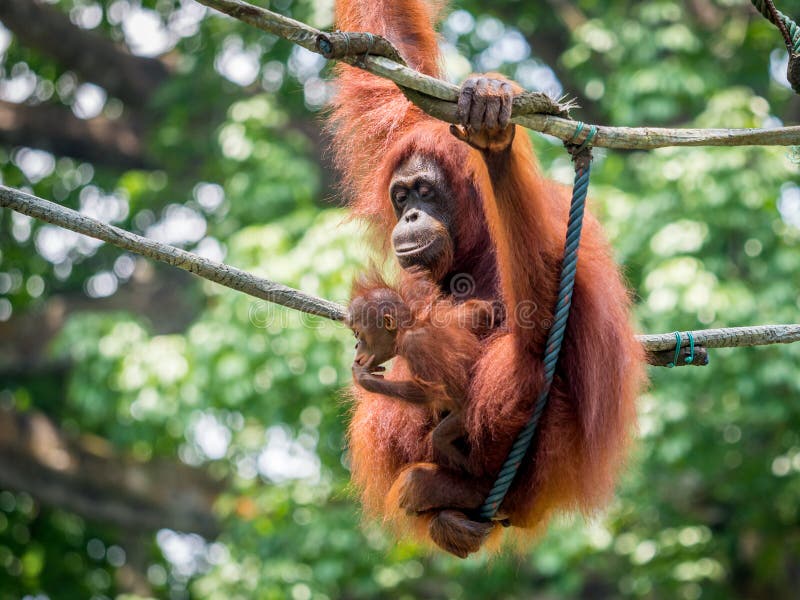 Een wijfje van de orangoetan met een welp in de dierentuin stock fotografie Een wijfje van de orangoetan met een welp in de dierentuin stock fotografie
